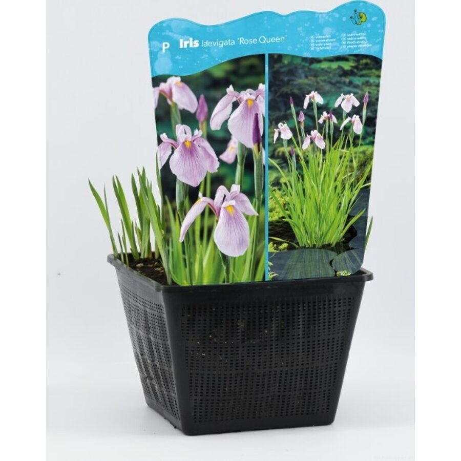 Iris Laevigata Rose Queen | Roze Lis | In 25CM Mand Kant en Klaar