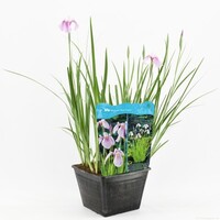 Iris Laevigata Rose Queen | Roze Lis | In 25CM Mand Kant en Klaar