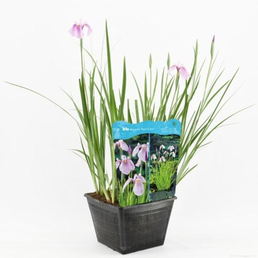 Iris Laevigata Rose Queen | Roze Lis | In 25CM Mand Kant en Klaar