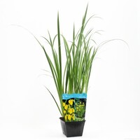 Iris Pseudacorus | Gele Lis | In 25CM Mand Kant en Klaar