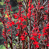 Lobelia Cardinalis | Waterlobelia | In 25CM Mand Kant en Klaar