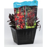 Lobelia Cardinalis | Waterlobelia | In 25CM Mand Kant en Klaar