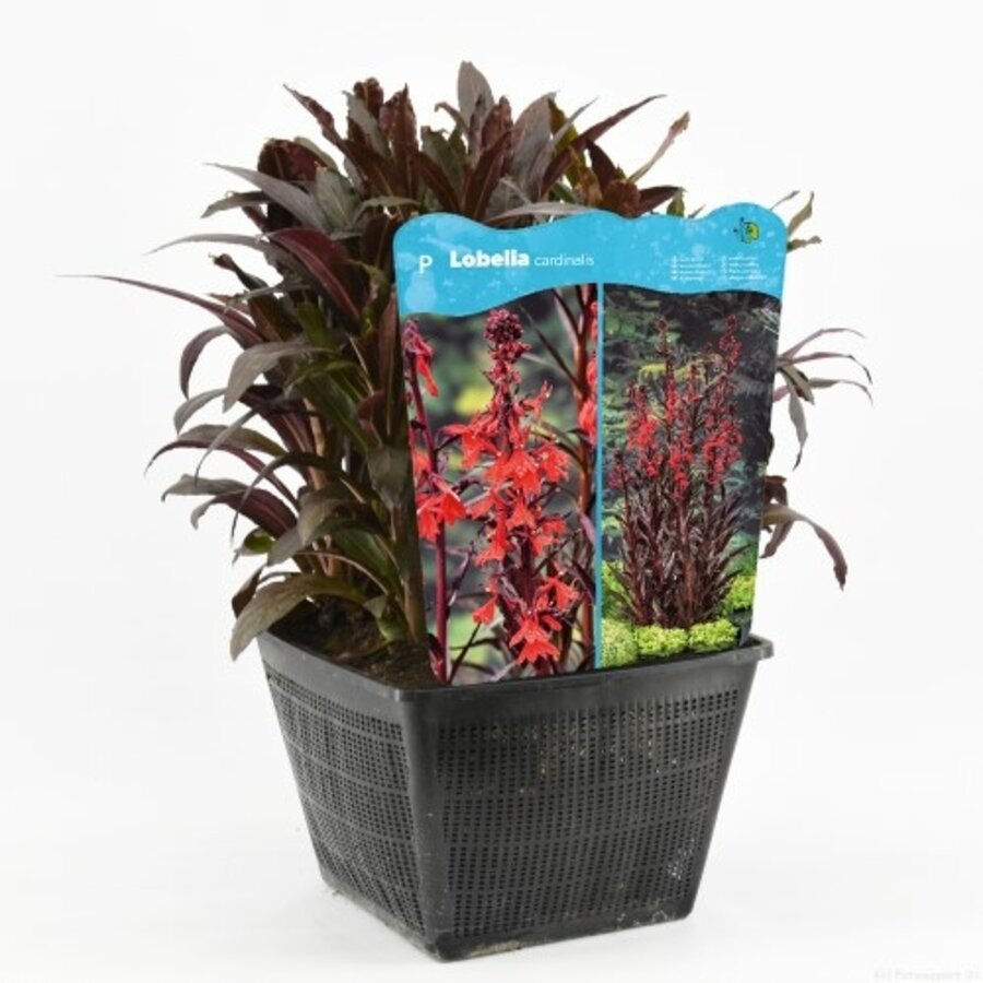 Lobelia Cardinalis | Waterlobelia | In 25CM Mand Kant en Klaar