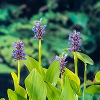 Pontederia Cordata | Snoekkruid blauw | In 25CM Mand Kant en Klaar