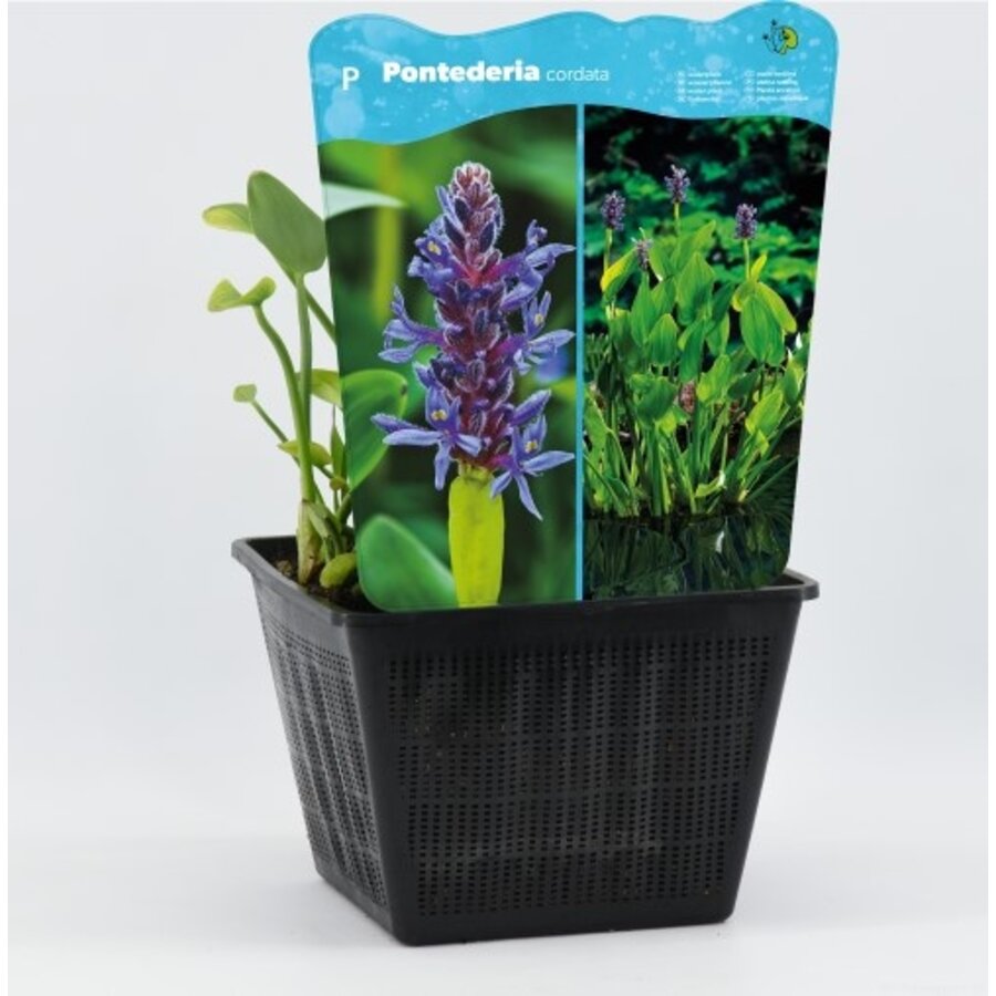 Pontederia Cordata | Snoekkruid blauw | In 25CM Mand Kant en Klaar