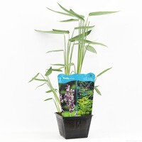 Thalia Dealbata | Thalia | In 25CM Mand Kant en Klaar