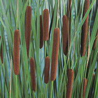 Typha Angustifolia | Kleine Lisdodde | In 25CM Mand Kant en Klaar