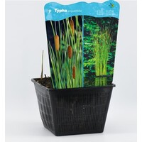 Typha Angustifolia | Kleine Lisdodde | In 25CM Mand Kant en Klaar