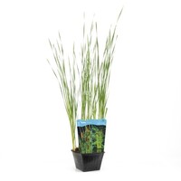 Typha Angustifolia | Kleine Lisdodde | In 25CM Mand Kant en Klaar