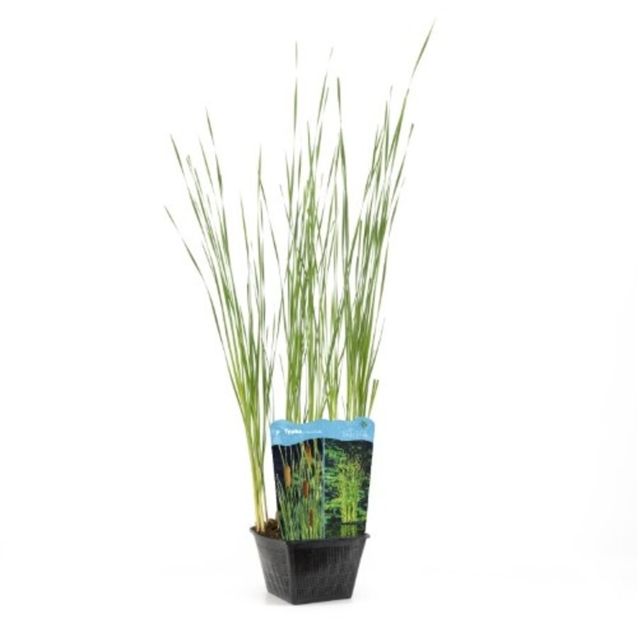 Typha Angustifolia | Kleine Lisdodde | In 25CM Mand Kant en Klaar