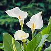 Zantedeschia Aethiopica | Moeras aronskelk | In 25CM Mand Kant en Klaar