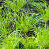 Cyperus Percamenthus | Papyrus Plant | in Terracotta pot