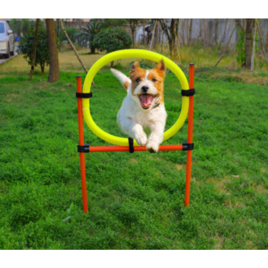 Agility Set 6x Stok + Springring en horde