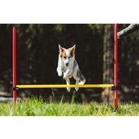 Agility Set 6x Stok + Springring en horde