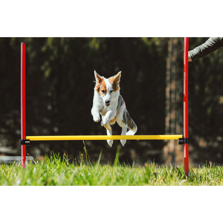 Agility Set 6x Stok + Springring en horde