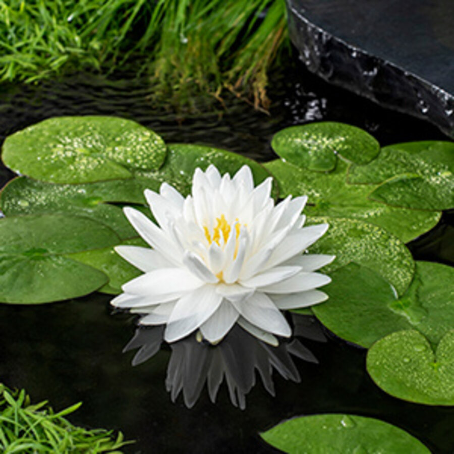 Nymphaea Gonnere | Waterlelie | In 11CM pot