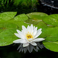 Nymphaea Marliacea Albida | Waterlelie | In 11CM pot