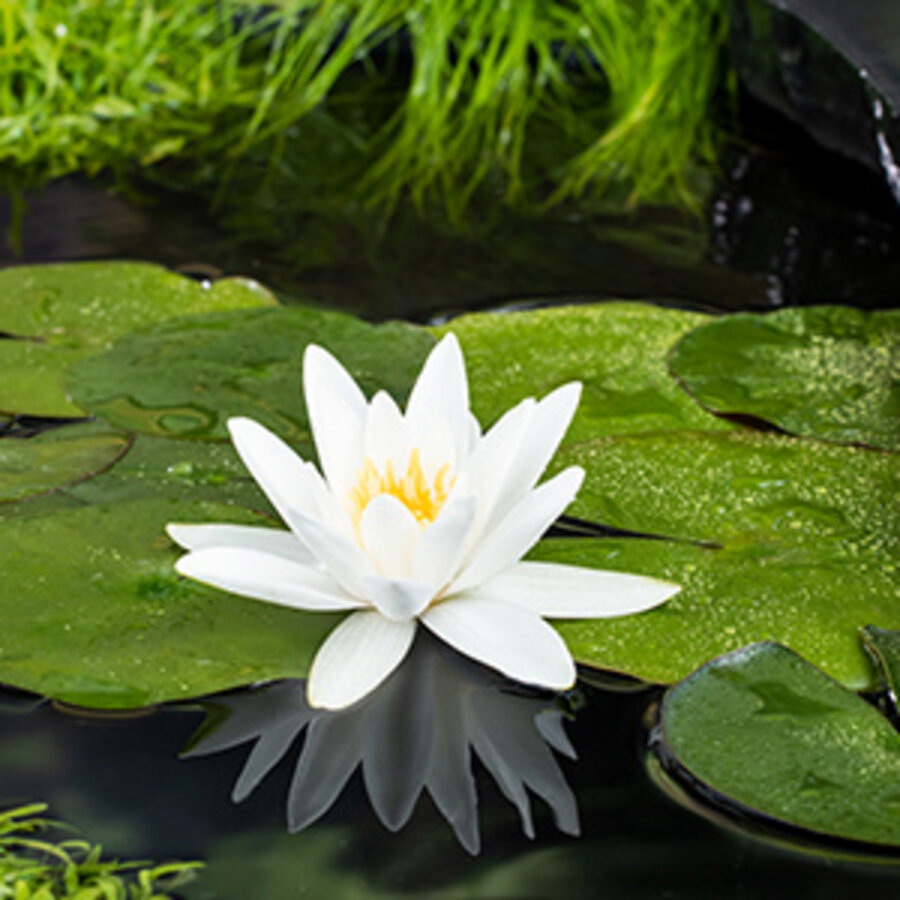 Nymphaea Tetragona | Waterlelie | In 11CM pot