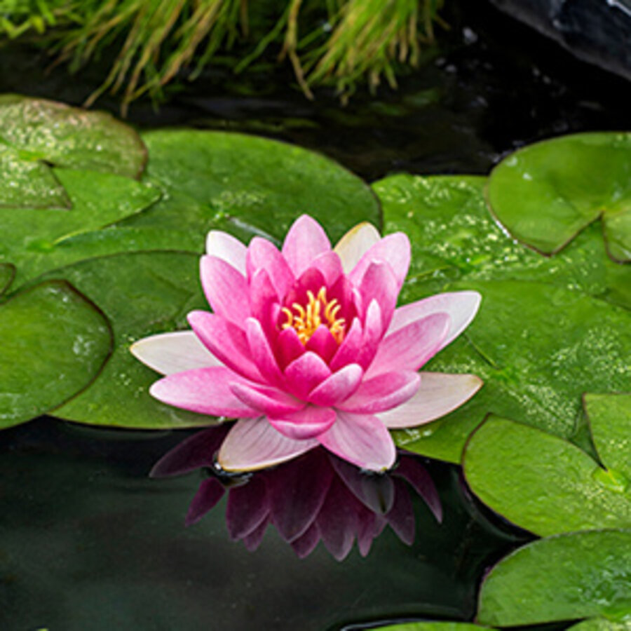 Nymphaea Charles de Meurville | Waterlelie | In 11CM pot