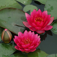 Nymphaea James Brydon | Waterlelie | In 11CM pot