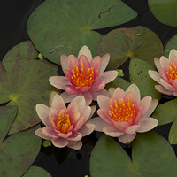 Nymphaea Phoebus | Waterlelie | In 11CM pot