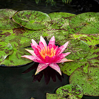 Nymphaea Red Spider | Waterlelie | In 11CM pot