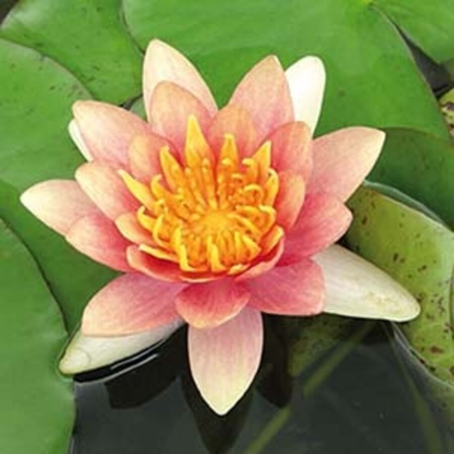 Nymphaea Aurora | Waterlelie | In 11CM pot