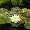 Nymphaea Marliacea Chormat | Waterlelie | In 11CM pot