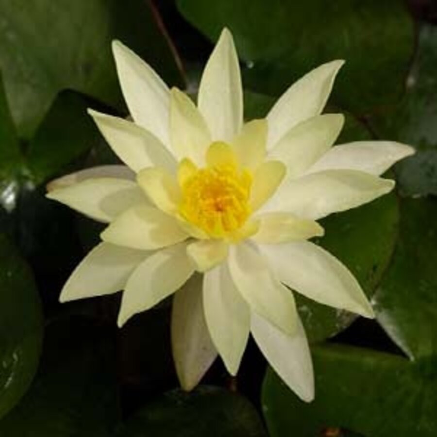 Nymphaea Sulphurea | Waterlelie | In 11CM pot