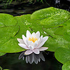 Nymphaea Fabiola | Waterlelie | In 11CM pot