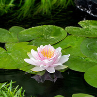 Nymphaea Hollandia | Waterlelie | In 11CM pot