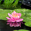 Nymphaea Mayla | Waterlelie | In 11CM pot