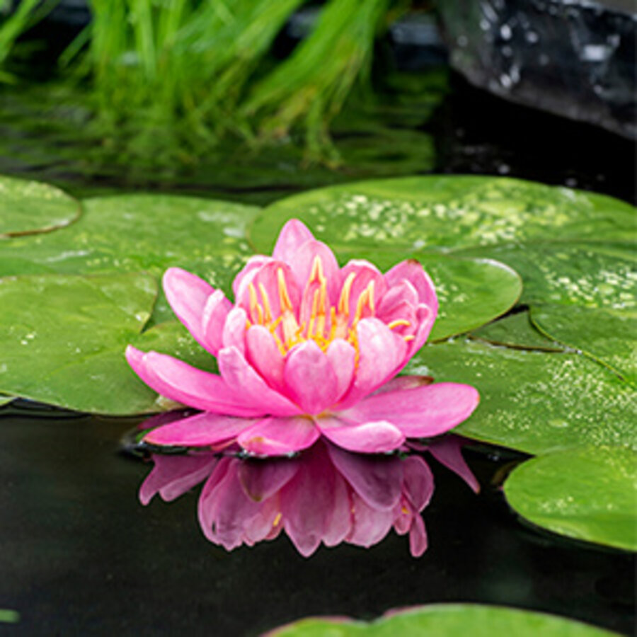 Nymphaea Mayla | Waterlelie | In 11CM pot