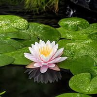 Nymphaea Ray Davies | Waterlelie | In 11CM pot