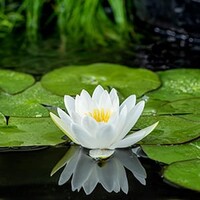 Nymphaea Alba | Waterlelie | In 3L Mand