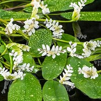 Aponogeton Distachyos | Kaapse Lelie | In 3L Mand