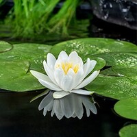 Nymphaea Gladstoniana | Waterlelie | In 3L Mand