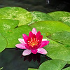 Nymphaea Pygmea Rubra | Waterlelie | In 3L Mand