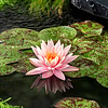 Nymphaea Colorado | Waterlelie | In 3L Mand