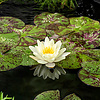 Nymphaea Chromatella | Waterlelie | In 3L Mand