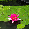 Nymphaea Ellisiana | Waterlelie | In 3L Mand