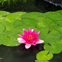 Nymphaea Ellisiana | Waterlelie | In 3L Mand