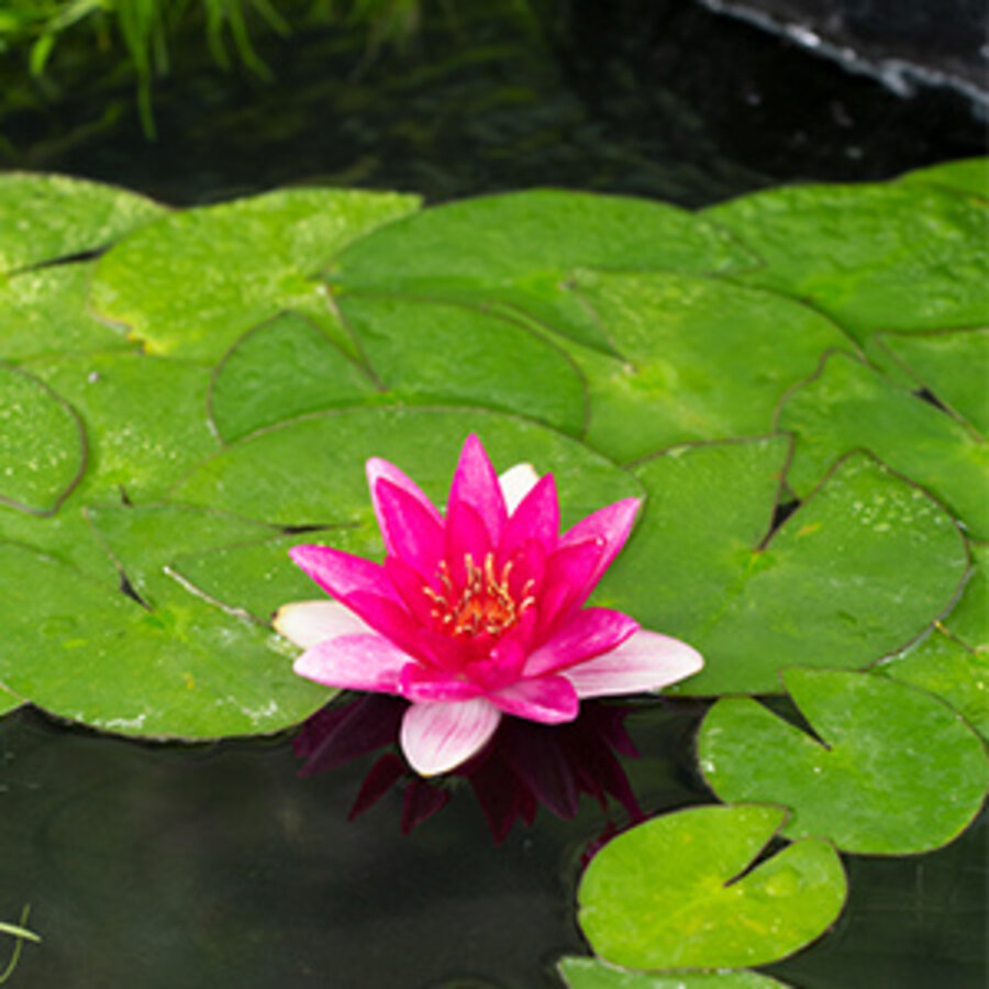 Nymphaea Ellisiana | Waterlelie | In 3L Mand