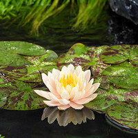 Nymphaea Clyde Ilkins | Waterlelie | In 3L Mand