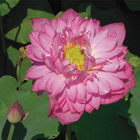 Nelumbo Red | Rode Lotus | In 3L Mand