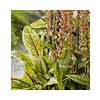 Rumex Sauvignea | Bonte waterzuring | In 9CM pot