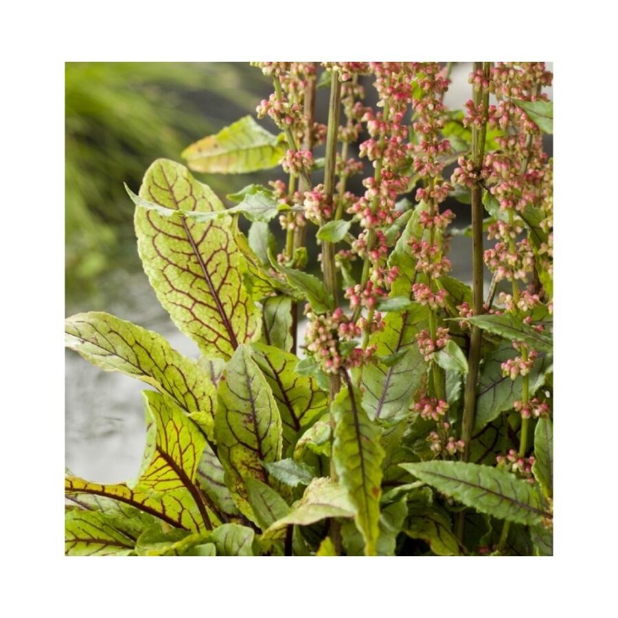 Rumex Sauvignea | Bonte waterzuring | In 9CM pot