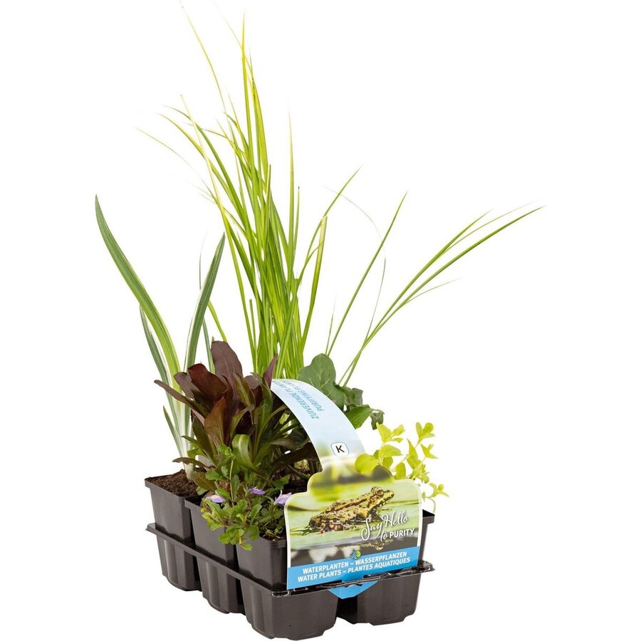 Zuiverende Vijverplanten Mix | In Thema Sixpack