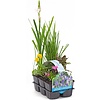 Bloeiende Vijverplanten Mix | In Thema Sixpack