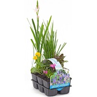 Bloeiende Vijverplanten Mix | In Thema Sixpack